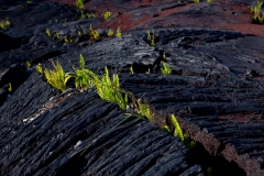 Hawaii_Hwy137