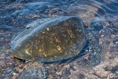 Hawaii_Turtles