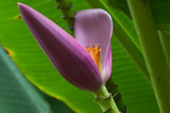 Hawaii_akaka_falls