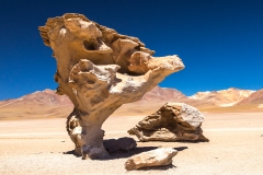 Arbol de Piedra