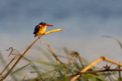 Chobe-140-von-669