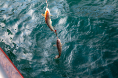 Fische am Haken