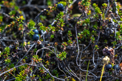 Beeren