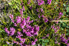Blüten