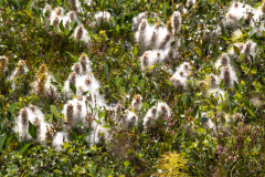 Blüten