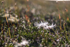 Blume