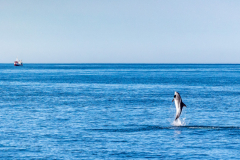 springender Delphin