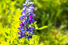 Lupine
