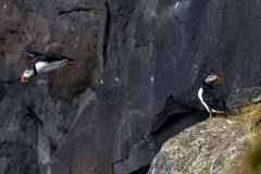 fliegender Puffin
