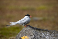 Seeschwalbe auf Felsblock