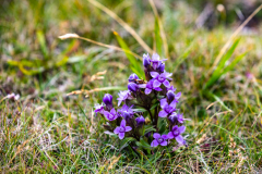Blume