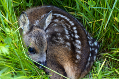Rehkitz in Wiese Drohnensuche