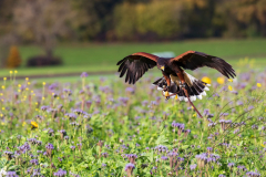 Beizjagd, Wüstenbussard bei Verfolgung von Feldhasen