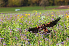 Beizjagd, Wüstenbussard bei Verfolgung von Feldhasen