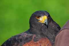 Wüstenbussard