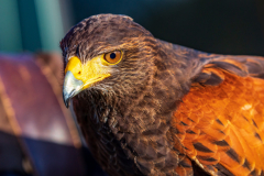 Beizjagd mit Wüstenbussard