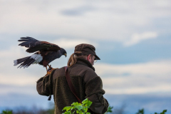 Beizjagd mit Wüstenbussard