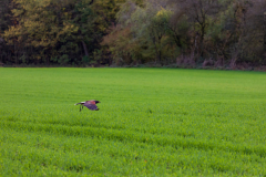 Wüstenbussard im Anflug auf Beute