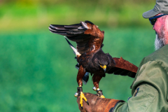 Falkner mit Wüstenbussard