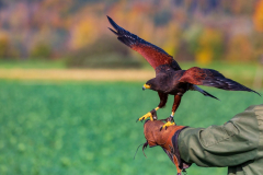 Wüstenbussard mit Falkner