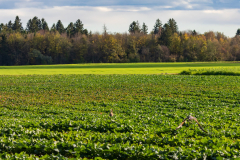 Beizjagd, Wüstenbussard bei Verfolgung von Feldhasen