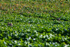 Beizjagd, Wüstenbussard bei Verfolgung von Feldhasen