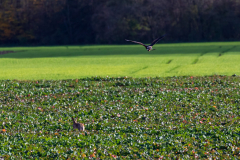 Beizjagd, Wüstenbussard bei Verfolgung von Feldhasen
