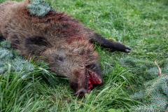 erlegtes Wildschwein, Keiler,