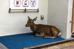 Miyajima_Japan-4783