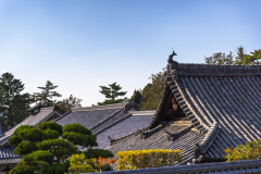 Nara_Japan-5133