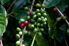 KAUAI_Kona_Kaffee
