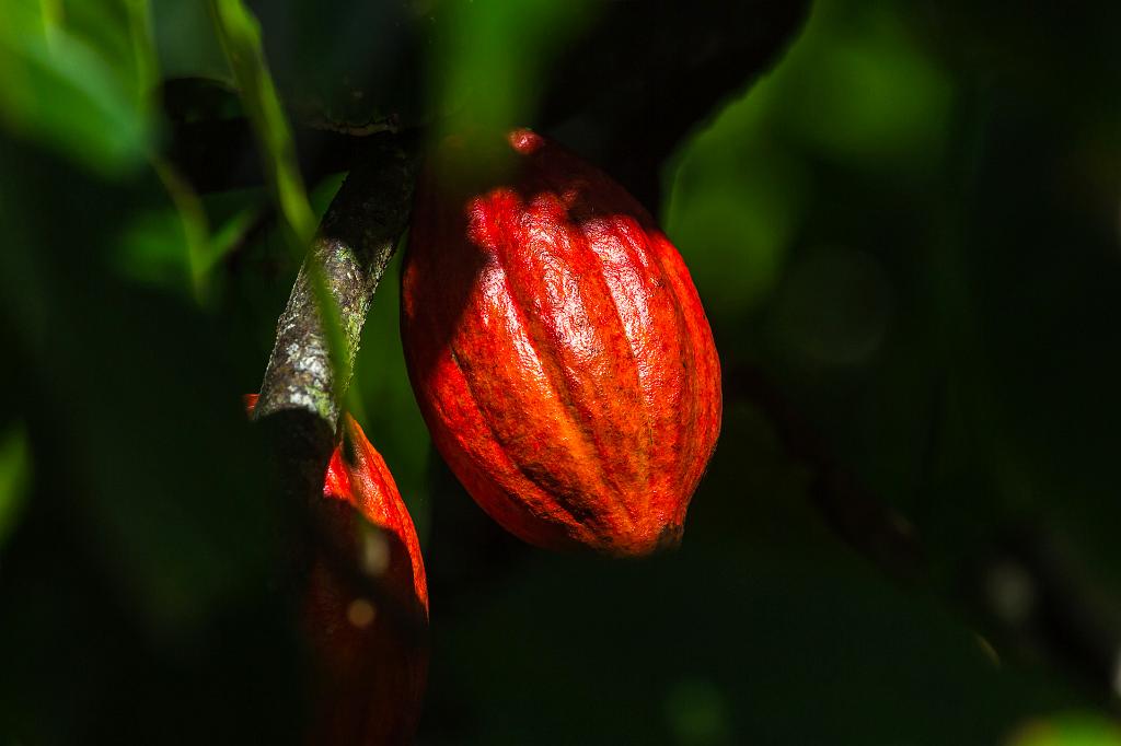 Baracoa_Kakao Frucht