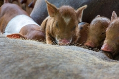 Baracoa_säugende Ferkel