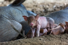 Baracoa_Ferkel