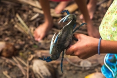 Baracoa_blaue Krabbe