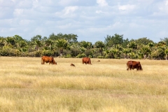 Carretera_Central_Vieherde