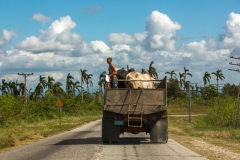 Carretera_Central_Viehtransport