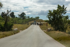Trinidad_Viehtrieb