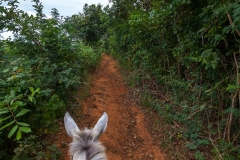 Viñales_Pferd auf Feldweg