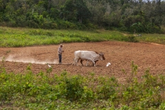 Viñales_Eggen mit Kühen
