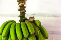Viñales_Bananenstaude mit Frosch