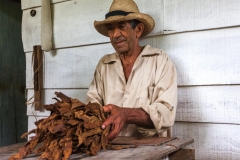 Viñales_Tabakbauer mit Tabakblättern