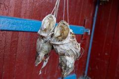 Fischköpfe