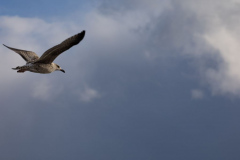 Lofoten_Möwe