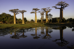1_Madagaskar-Baobab-Allee