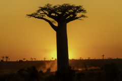 1_Madagaskar-Baobab
