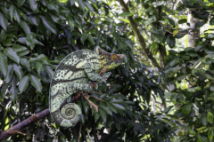 1_Madagaskar-Chamaeleon-1