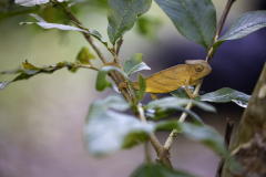 1_Madagaskar-Chamaeleon