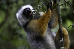 1_Madagaskar-Diadem-Sifaka