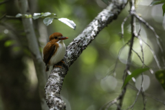 Pygmeän Eisvogel